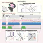 Distinct ventral stream and prefrontal cortex representational dynamics during sustained conscious visual perception